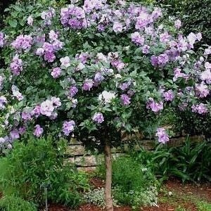 May include: A flowering tree with purple and white flowers. The tree is in a garden setting with green foliage in the background.
