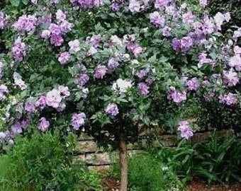 2 live royal PURPLE Rose of Sharon hibiscus shrubs trees  2-3 ft now large double  blooms FREE shipping