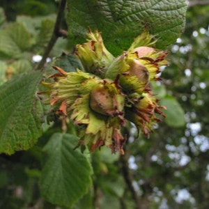 May include: Close-up of a cluster of hazelnuts still attached to the tree. The nuts are encased in green husks with brown, fuzzy edges. The leaves are green and slightly blurred in the background.