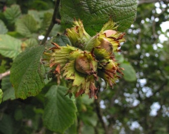 2 live American hazelnut trees live tree edible nuts DELICIOUS in 2-3 years !
