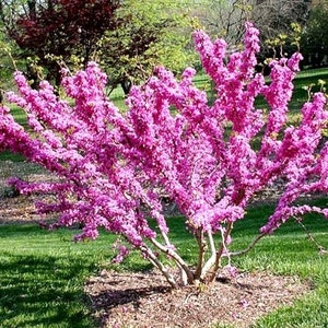 2 Redbud trees heart shaped PINK red leaves pink blossoms 1- 2ft tall now plant now LOVE tree