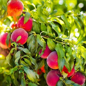 May include: Close-up of a peach tree branch with ripe peaches. The peaches are red and have a fuzzy texture. The leaves are green and lush.