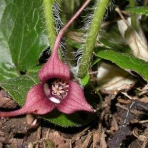 May include: A wild ginger flower with three deep maroon, pointed petals forming a cup-like shape around a central reproductive structure. The flower is attached to a hairy green stem and surrounded by large, heart-shaped green leaves.