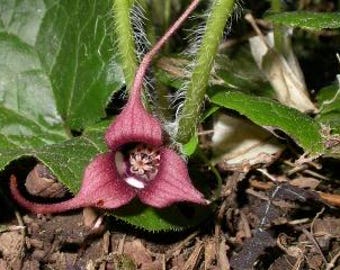 30 wild ginger roots  Appalachian wildflowers ground cover plant now beautiful woodland flowers