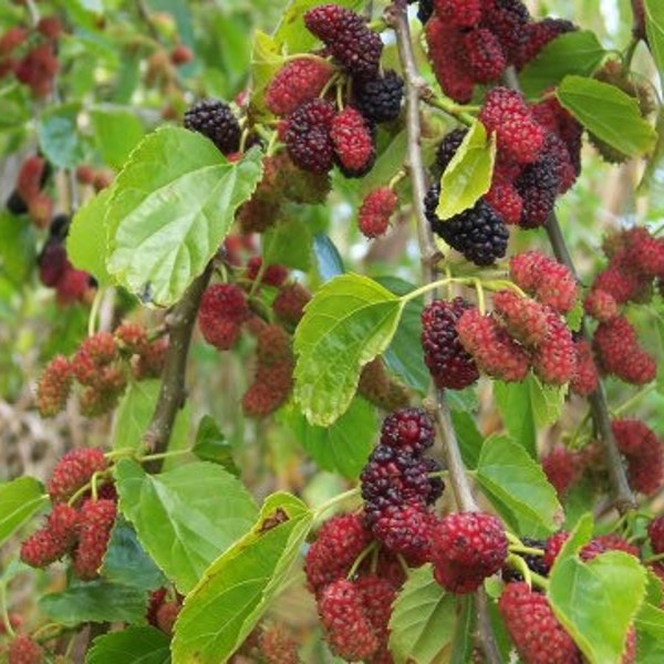 One LIVE red  mulberry tree live sapling 2-3 ft tall now abundant red pink native berries FREE shipping