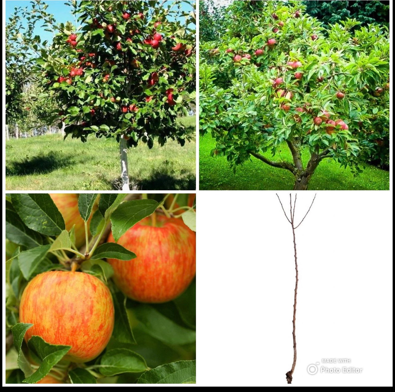 Two Live 12ft Tall HONEYCRISP Apple Trees Sweet Tart Apple Etsy