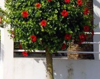 Two live scarlet Red Rose of Sharon trees  Althea STUNNING showy blooms 2-3 ft tall now hibiscus shrub