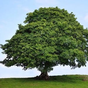 May include: A large, mature tree with a full canopy of green leaves. The tree's trunk is thick and brown, and it stands on a grassy hill under a clear blue sky. The tree is a prominent feature of the landscape.