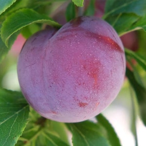 2 LIVE Santa Rosa plum trees 2-3ft tall now easy to grow high yield self fertile delicious fruit