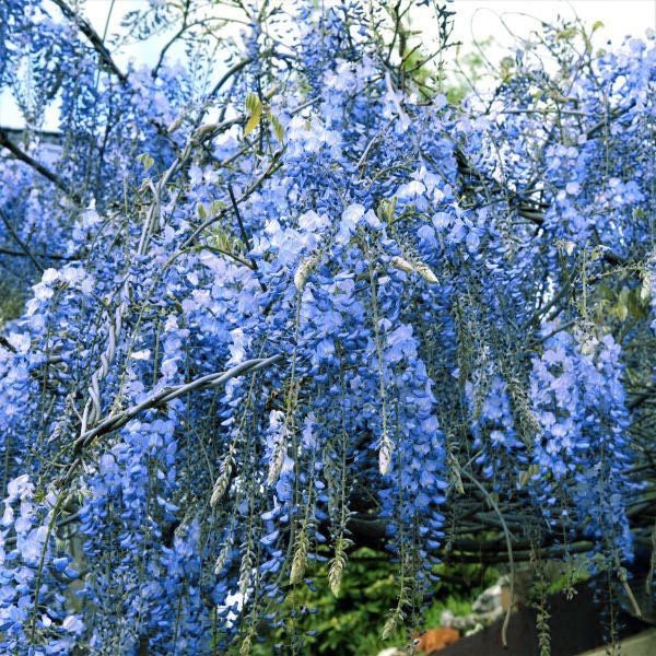 One Chinese Blue moon Wisteria tree 1 ft tall live plant Etsy