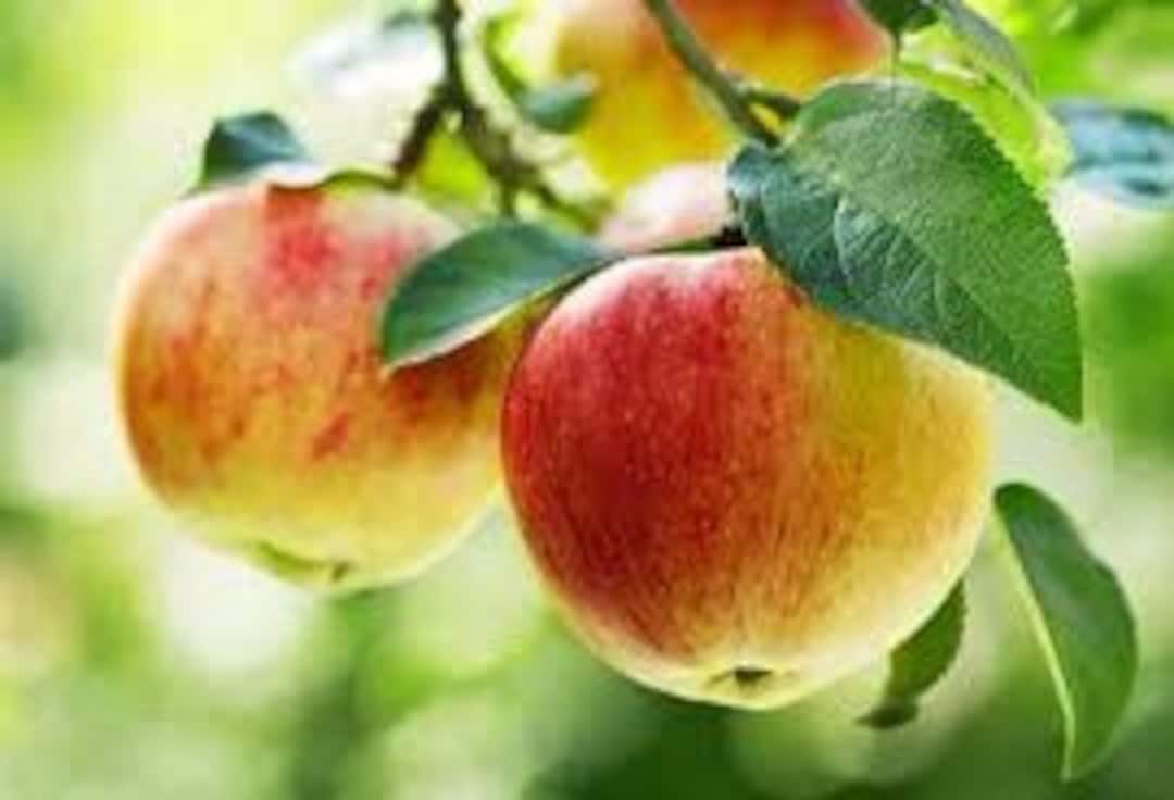 1 Live Gala Semi Dwarf Apple Tree Live Plant 2 Ft Tall Now Sweet
