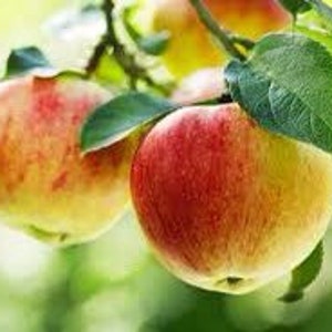 May include: Close-up of ripe apples on a tree branch. The apples are a mix of red and yellow, with green leaves surrounding them. The image is well-lit, highlighting the texture and colors of the fruit.