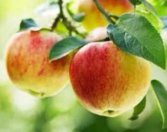 Pollinator pack ! 1 honeycrisp and 1 gala apple for perfect pollination live 2 ft tall trees