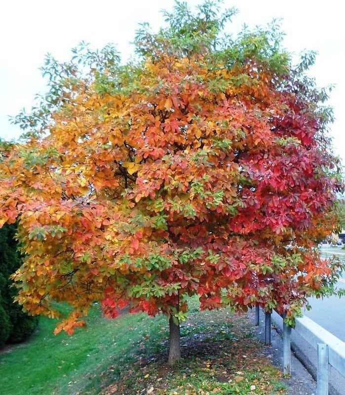 2 Live Sassafras Trees Stunning Fall Foliage Aromatic Scent