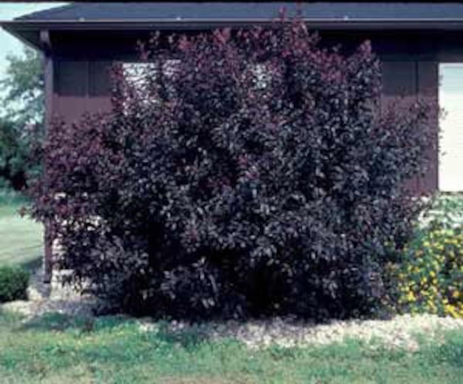 Purple sand cherry tree/ shrub live plant free shipping Etsy