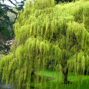 May include: A vibrant green weeping willow tree with cascading branches, set against a backdrop of a tranquil lake and lush greenery. The tree's foliage creates a soft, flowing texture, adding a sense of serenity to the natural landscape.
