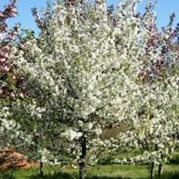 2 wild CRABAPPLE trees white pink blooms small fruit feed wildlife 2ft tall now