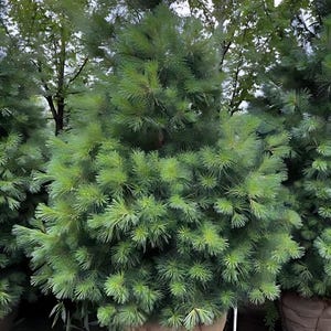 May include: A potted evergreen tree with dark green needles. The tree is in a brown terracotta pot with a woven wire basket around it.