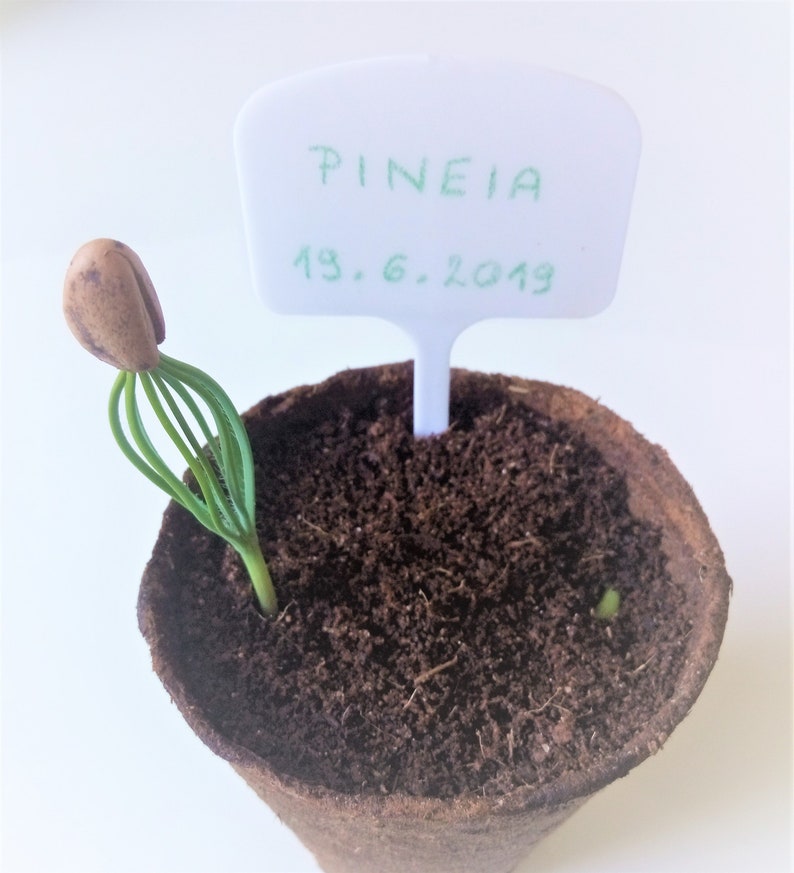 Tiny Mini Bonsai Complete Bonsai Tree Starter Kit to Grow 4 Etsy