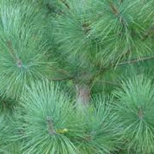 Puede incluir: Primer plano de agujas de pino verdes en una rama de árbol.