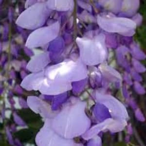 Lila chinesische Wisteria sinensis Samen für Bonsai oder Garten Pflanze - 6 Samen