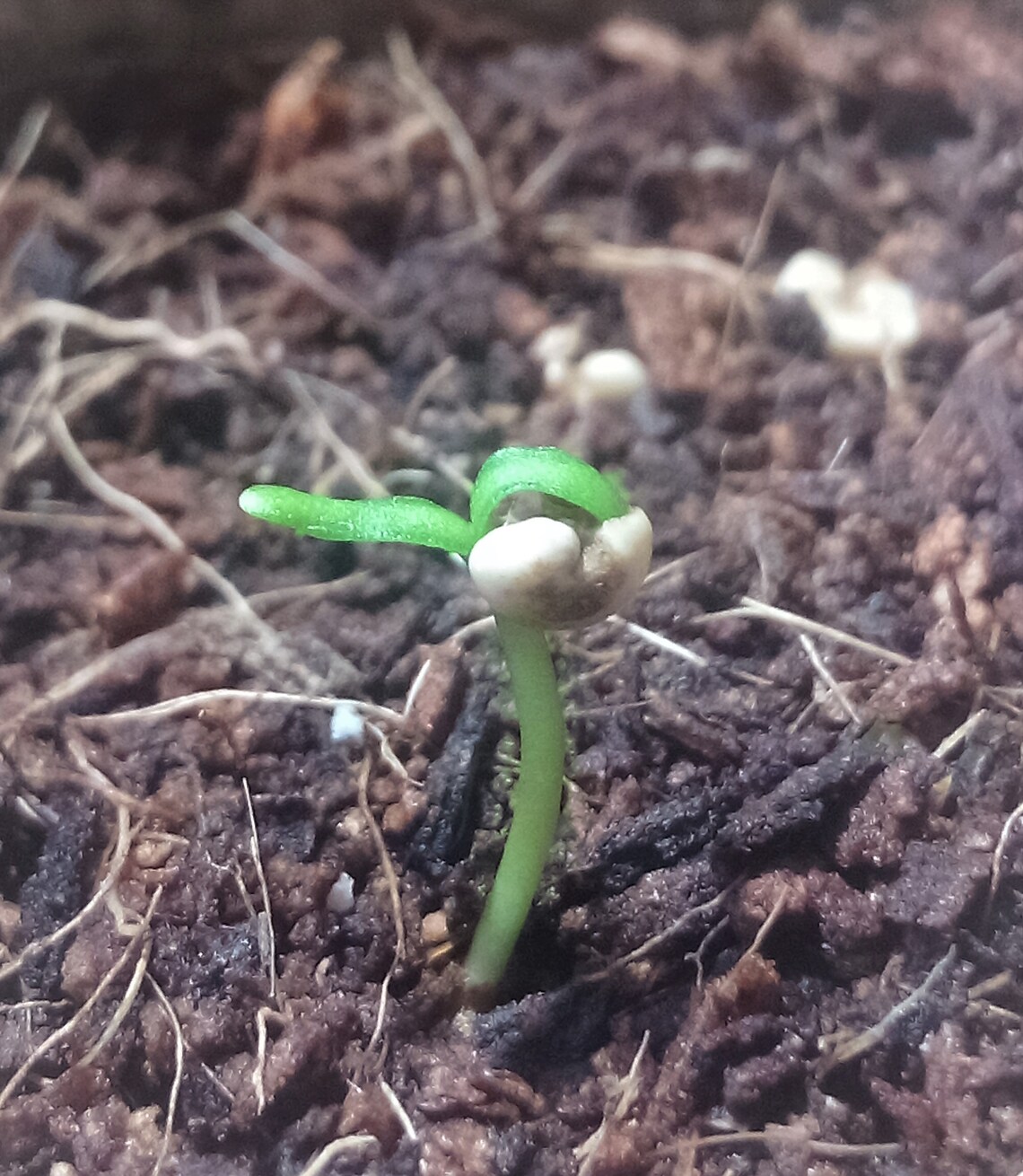 Tiny Mini Bonsai Complete Bonsai Tree Starter Kit to Grow 4 - Etsy