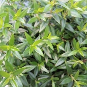 Common myrtle - Myrtus communis seeds for Bonsai or Garden plant - 30 seeds