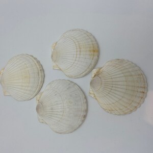 May include: Four off-white scallop shells with radial ridges are arranged on a white surface. The shells have a natural, organic appearance, with subtle variations in colour and texture. These shells are often used for coastal decor and craft projects.
