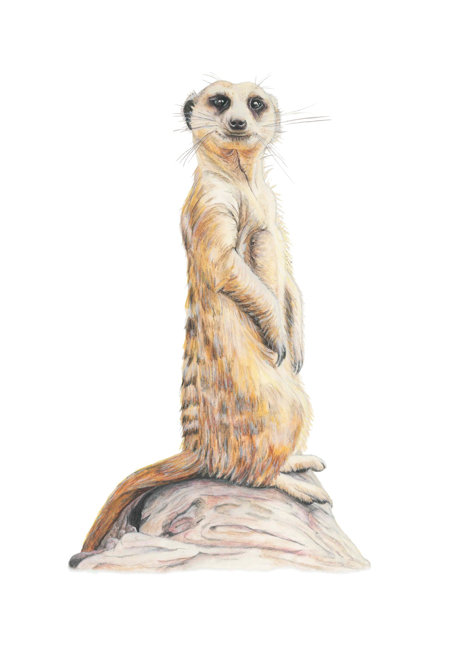Meerkat Art Print Watercolour Meerkat Painting Meerkat Gifts | Etsy