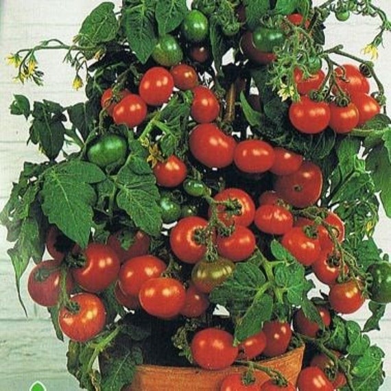 Graines biologiques Chambre de tomate Minibel 0.1 g Etsy France
