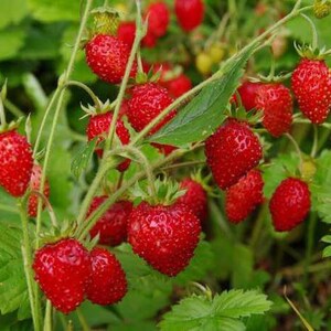 Organic seeds of strawberry remontant &quot;Regina&quot; 0.2 g