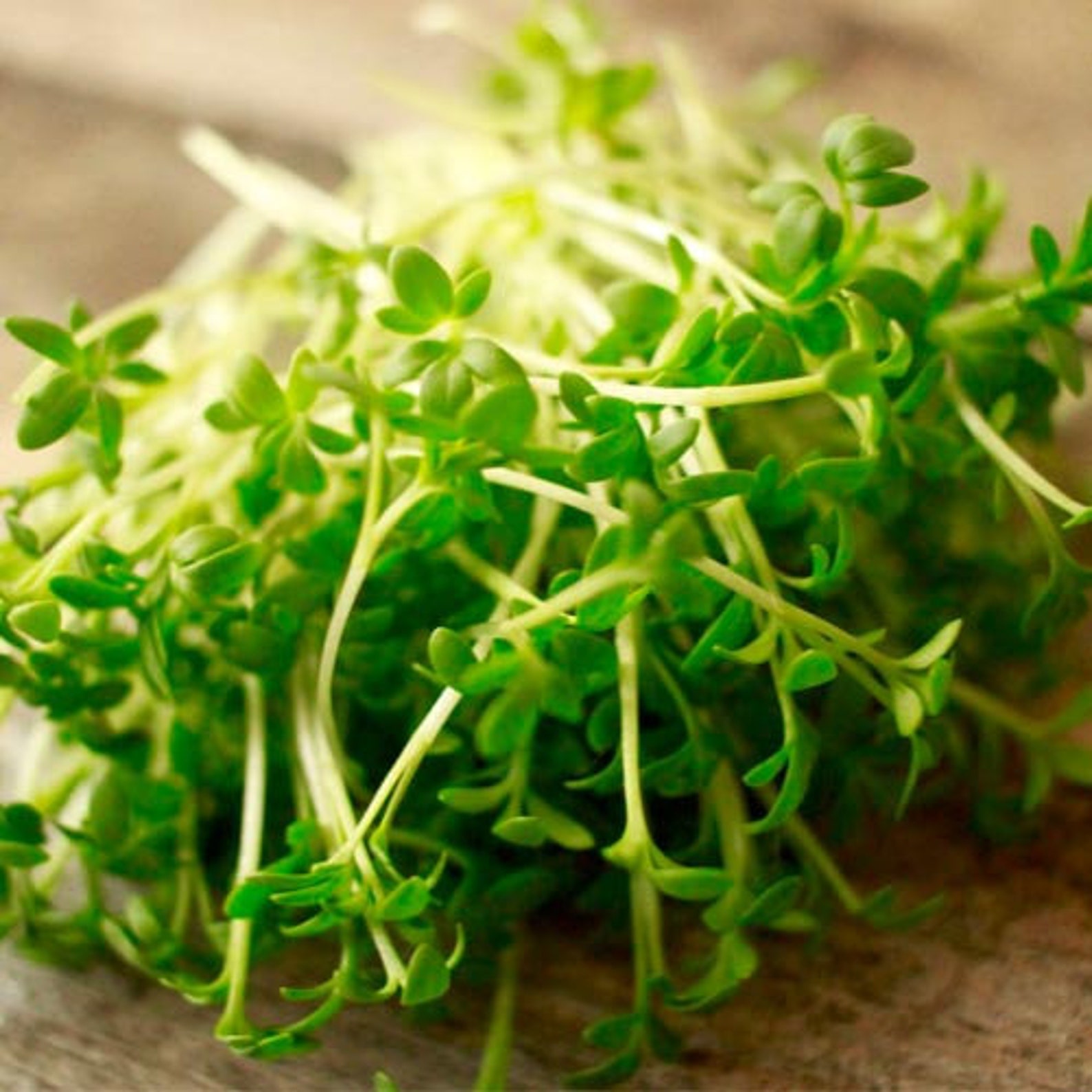 Organic seeds Microgreen Watercress 10 g Etsy