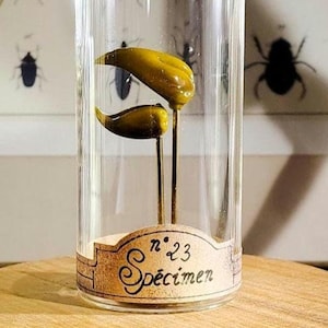 Bico de grifo de vidro sobre base de cortiça, dentro de um frasco de boticário de vidro, ideal para gabinetes de curiosidades e fantasia medieval.