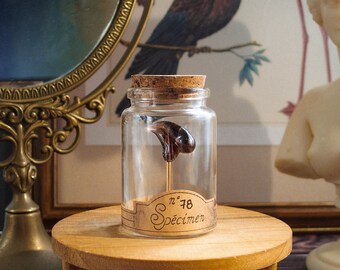 Fossilized glass claw in its apothecary jar for cabinet of curiosities, interior decoration, antique collection