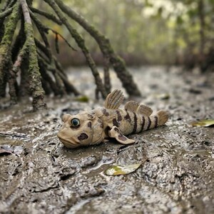 Mudskipper with glass eyes, 5" long