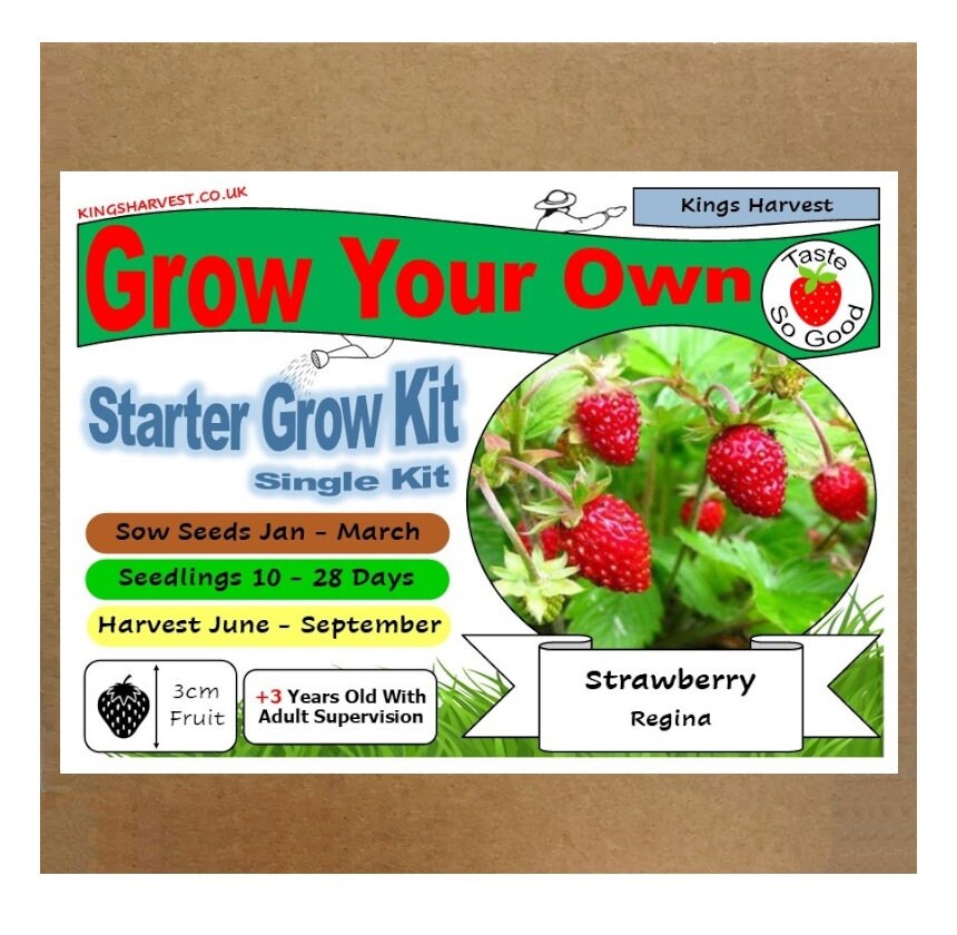 Grow Your Own Strawberry Plant Kit Indoor Windowsill Etsy