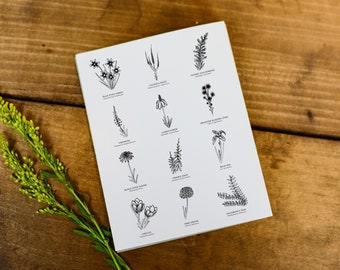 12 Manitoba Wild Prairie Flowers