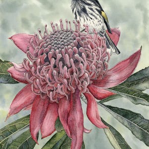 Honeyeater on Waratah fine art giclée print Australian bird