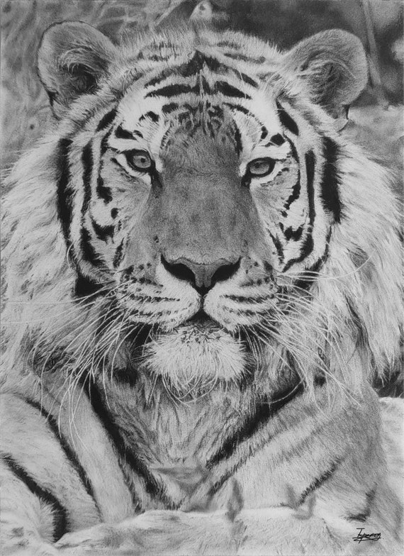 A3 Print of Tiger Drawing - Etsy