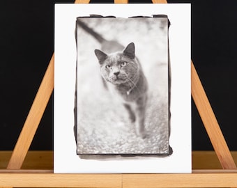 Russian Blue - Palladium Print 8x10 Inches
