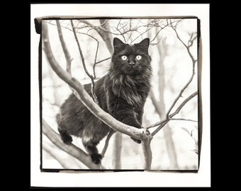 Palladium Print 11 x 11 1/2 Inches