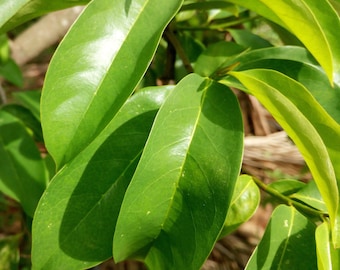 Jamaican Soursop Leaf Tea Powder (Graviola, Guanabana) [Annona Muricata] Jamaican Wildcrafted