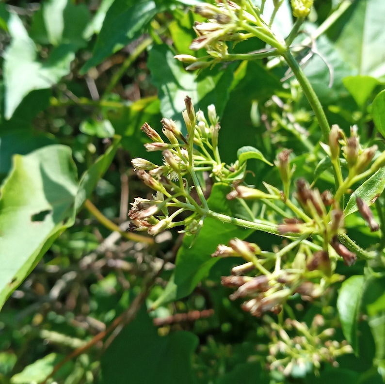 Jamaican Guaco quako Gwako Bitter Vine Etsy UK