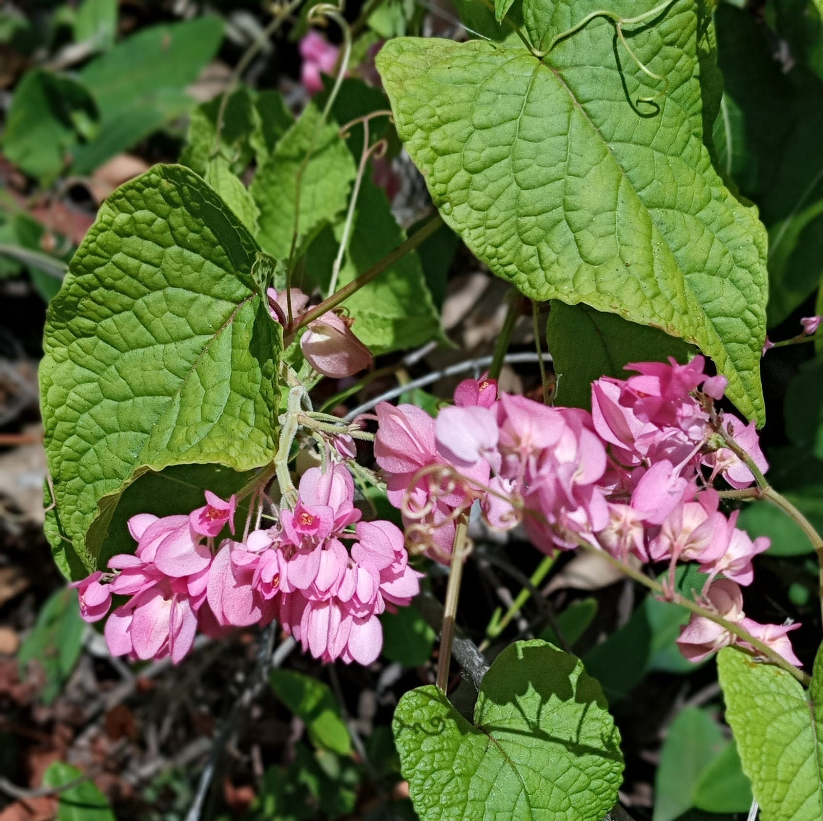 Rice and Peas Bush Coral Creeper Mexican Creeper Antigonon Etsy