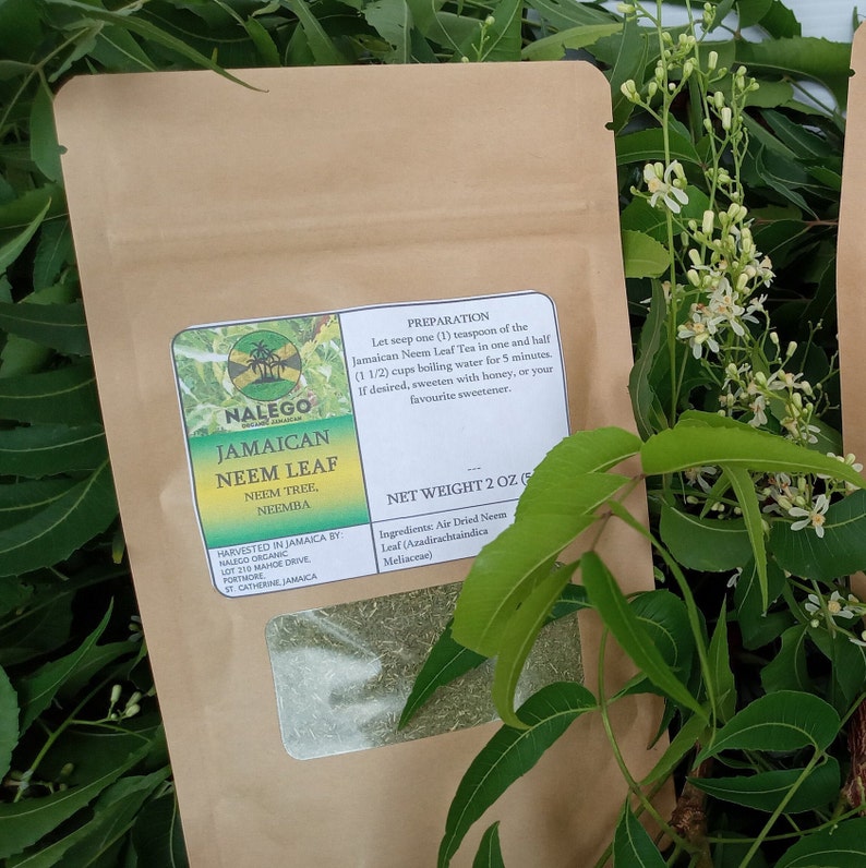 Jamaican Neem Tree Leaf neem Tree Neemba azadirachtaindica Etsy Australia