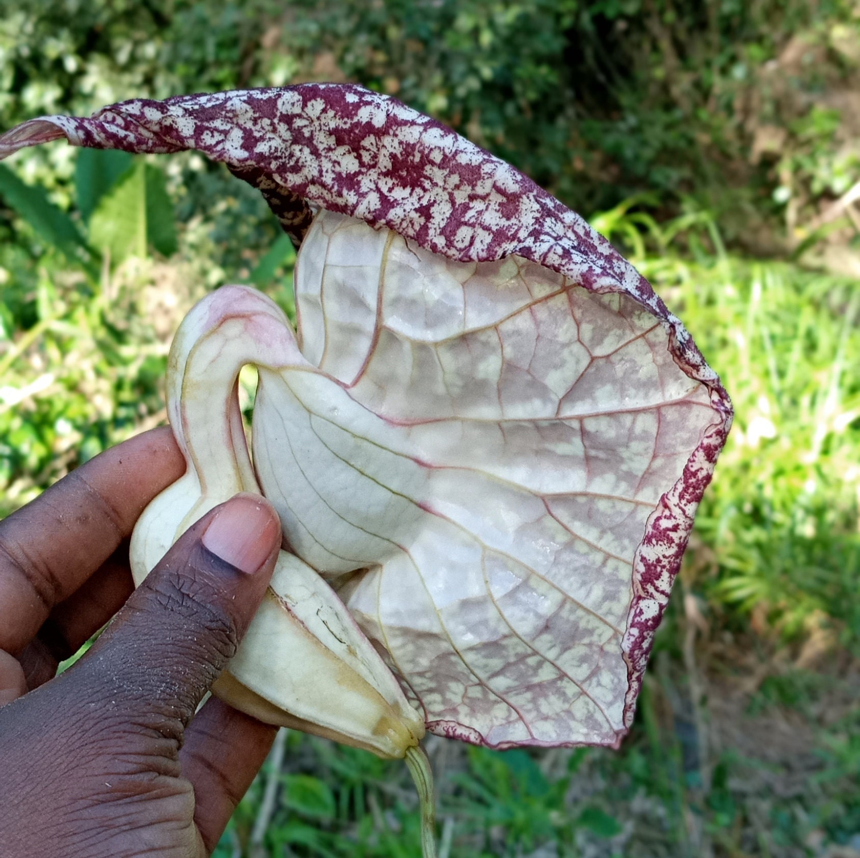 The Jamaican Duck Flower