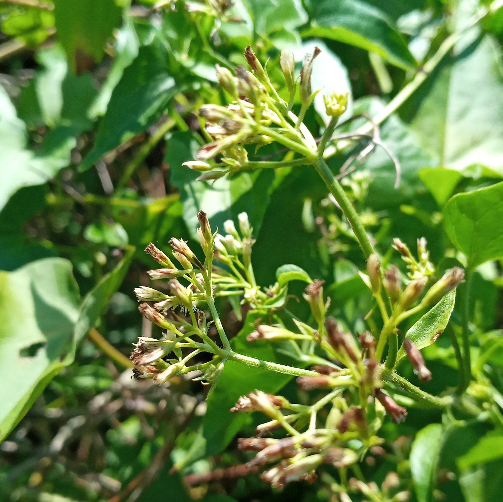 Jamaican Guaco quako Gwako Bitter Vine Etsy UK