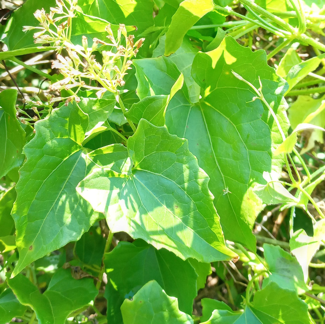 Jamaican Guaco quako Gwako Bitter Vine Etsy UK