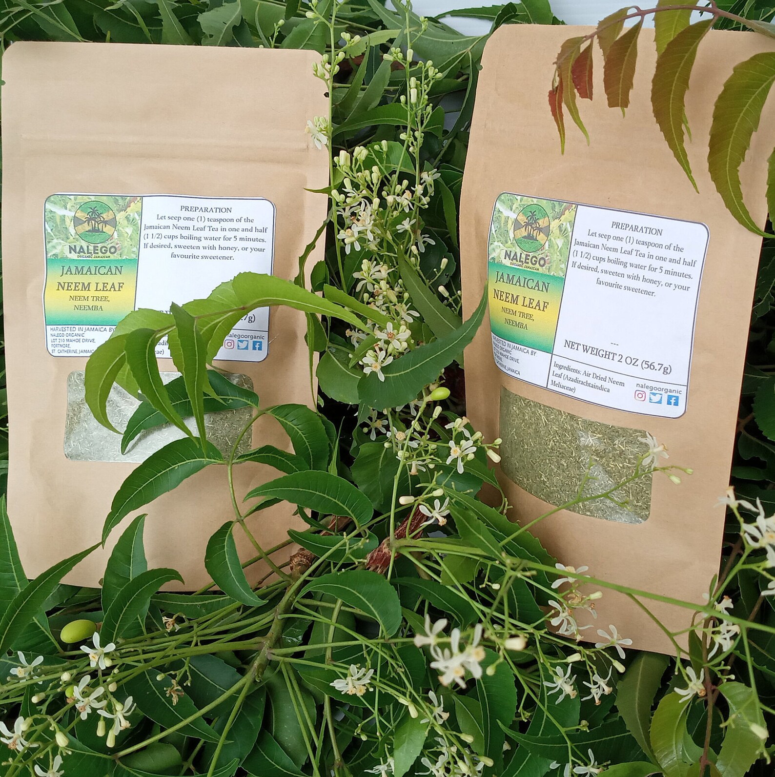 Jamaican Neem Tree Leaf neem Tree Neemba azadirachtaindica Etsy Australia