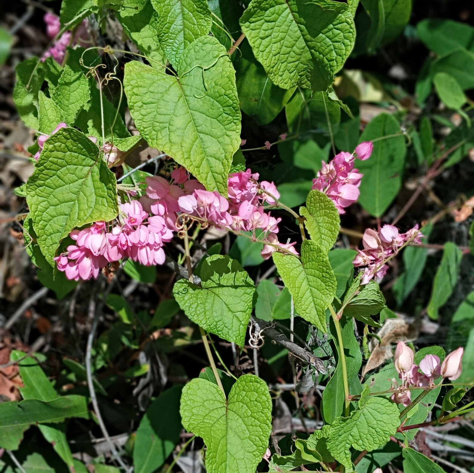 Rice and Peas Bush Coral Creeper Mexican Creeper Antigonon Etsy